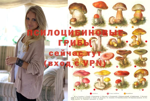 гашик Алексин