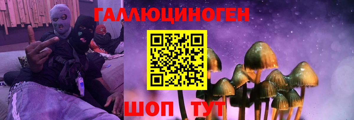 Галлюциногенные грибы Psilocybe Апшеронск